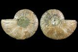 Sliced Ammonite Fossil - Agatized #116793-1